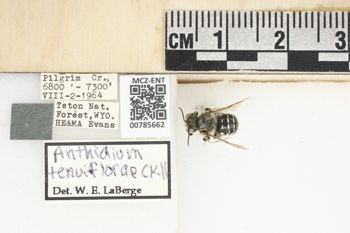 Media type: image;   Entomology 785662 Aspect: Labels